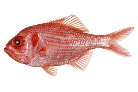 Nannygai/Bright Redfish