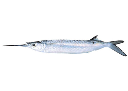 Garfish