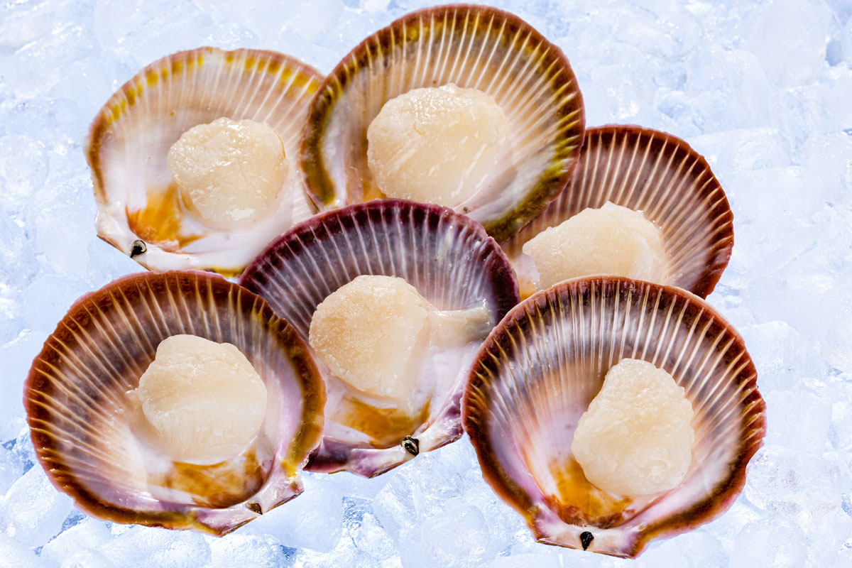 Frozen Wild BC Pink Scallops In Shell ubicaciondepersonas.cdmx.gob.mx