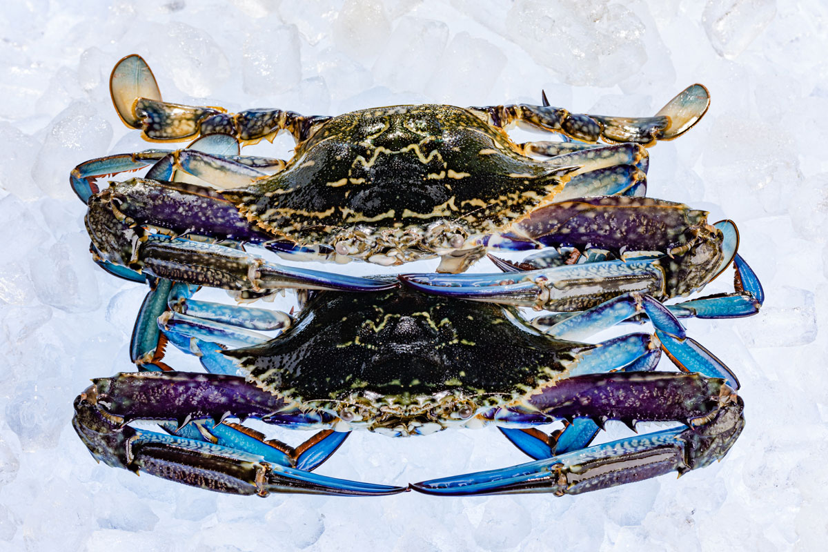 blue-swimmer-crabs-burswood-seafood
