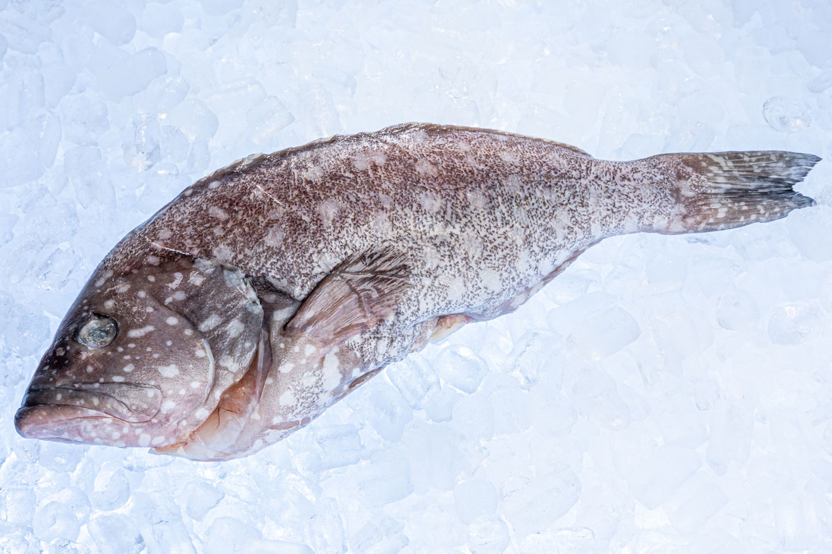 Whole Rankin Cod