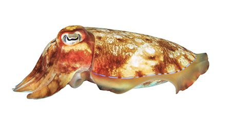 Cuttlefish