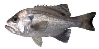 Pearl Perch