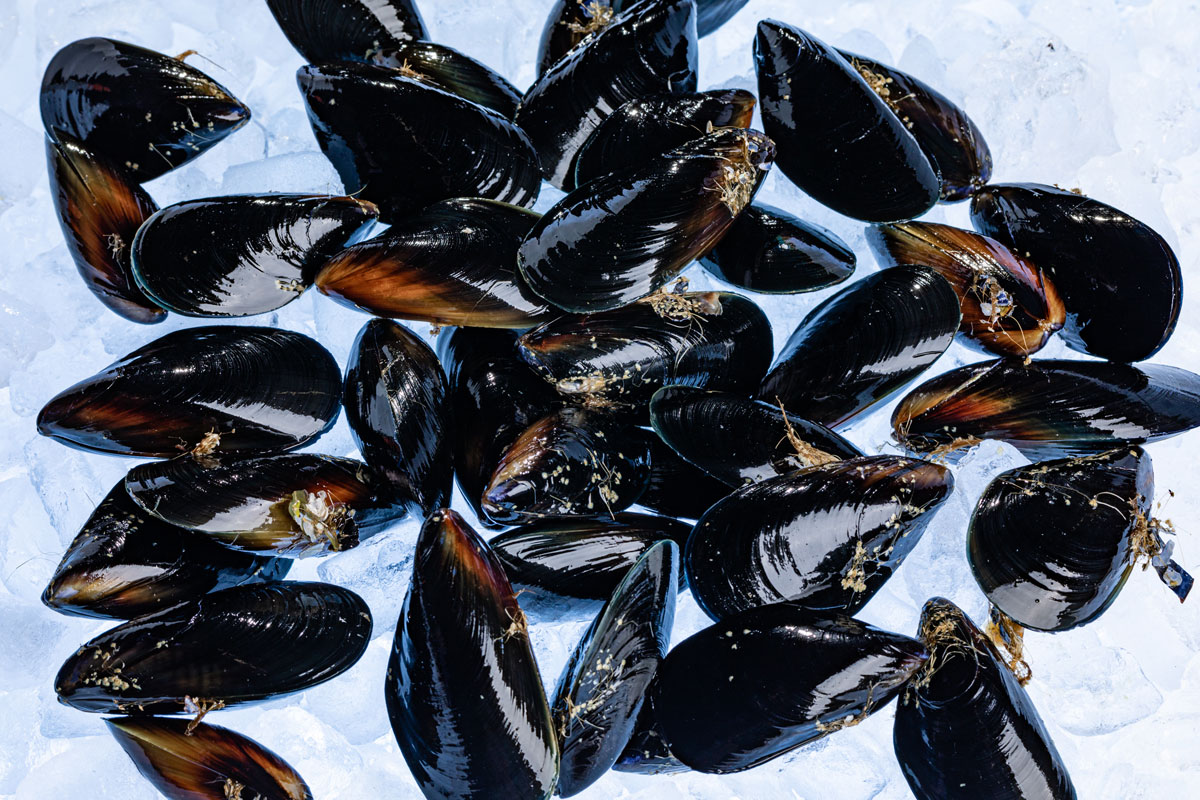 Mussels