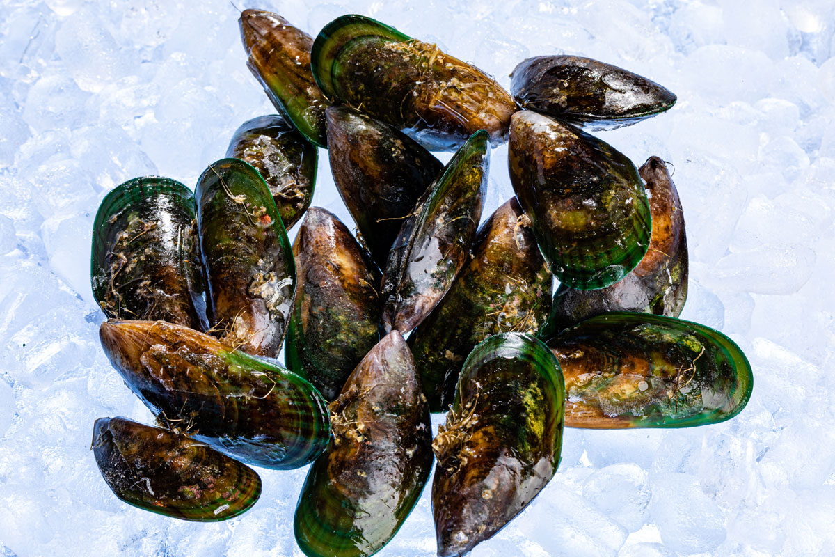 Mussels