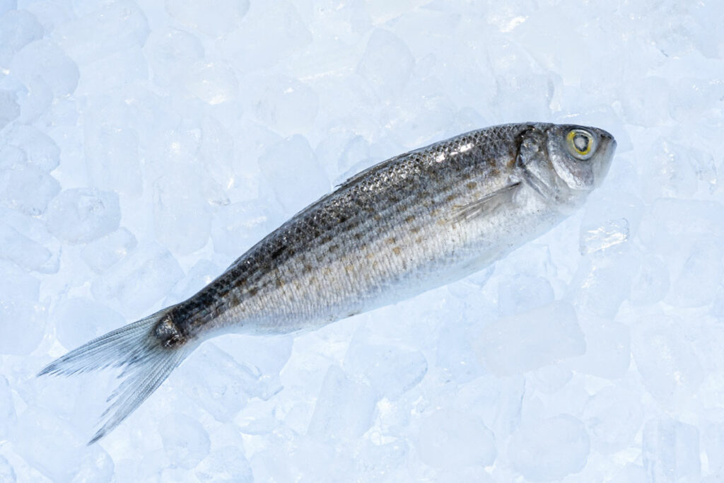 Herring Burswood Seafood
