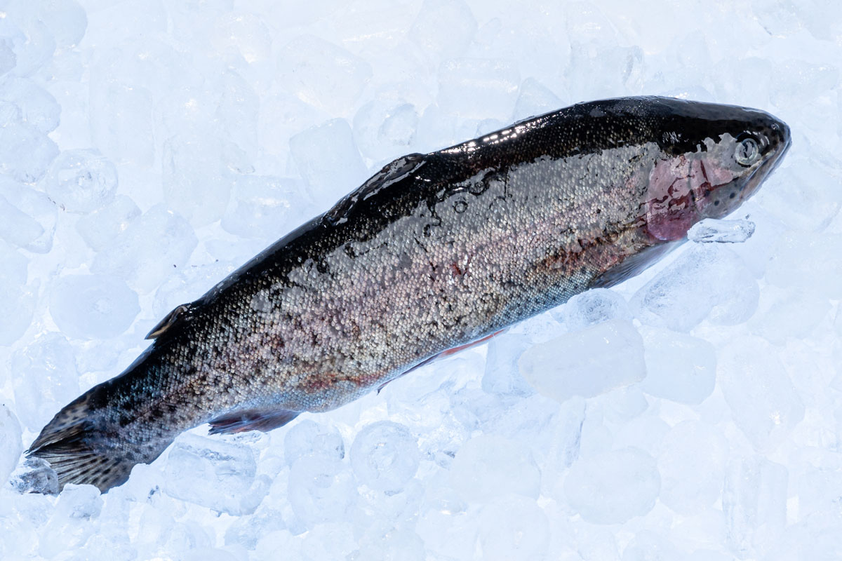 Rainbow Trout