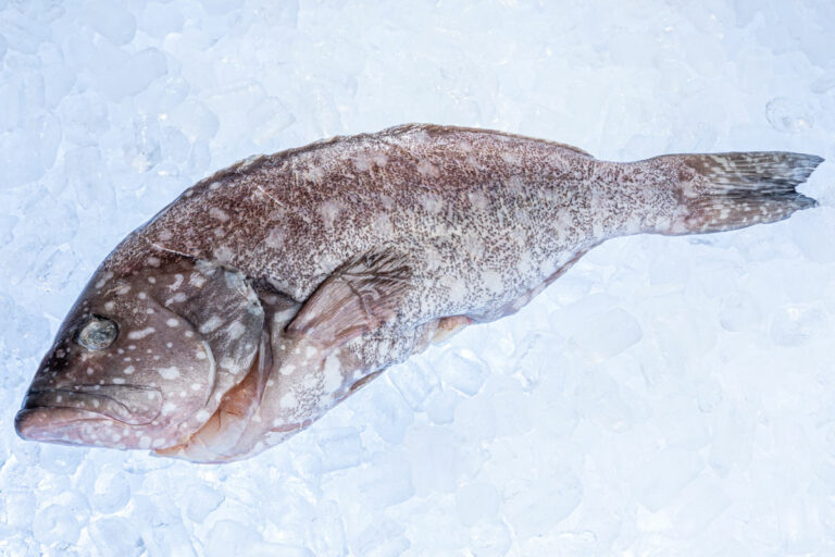 Recin Cod Fish Rankin Cod - Burswood Seafood