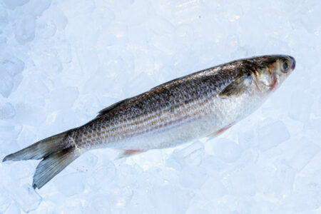 Sea Mullet