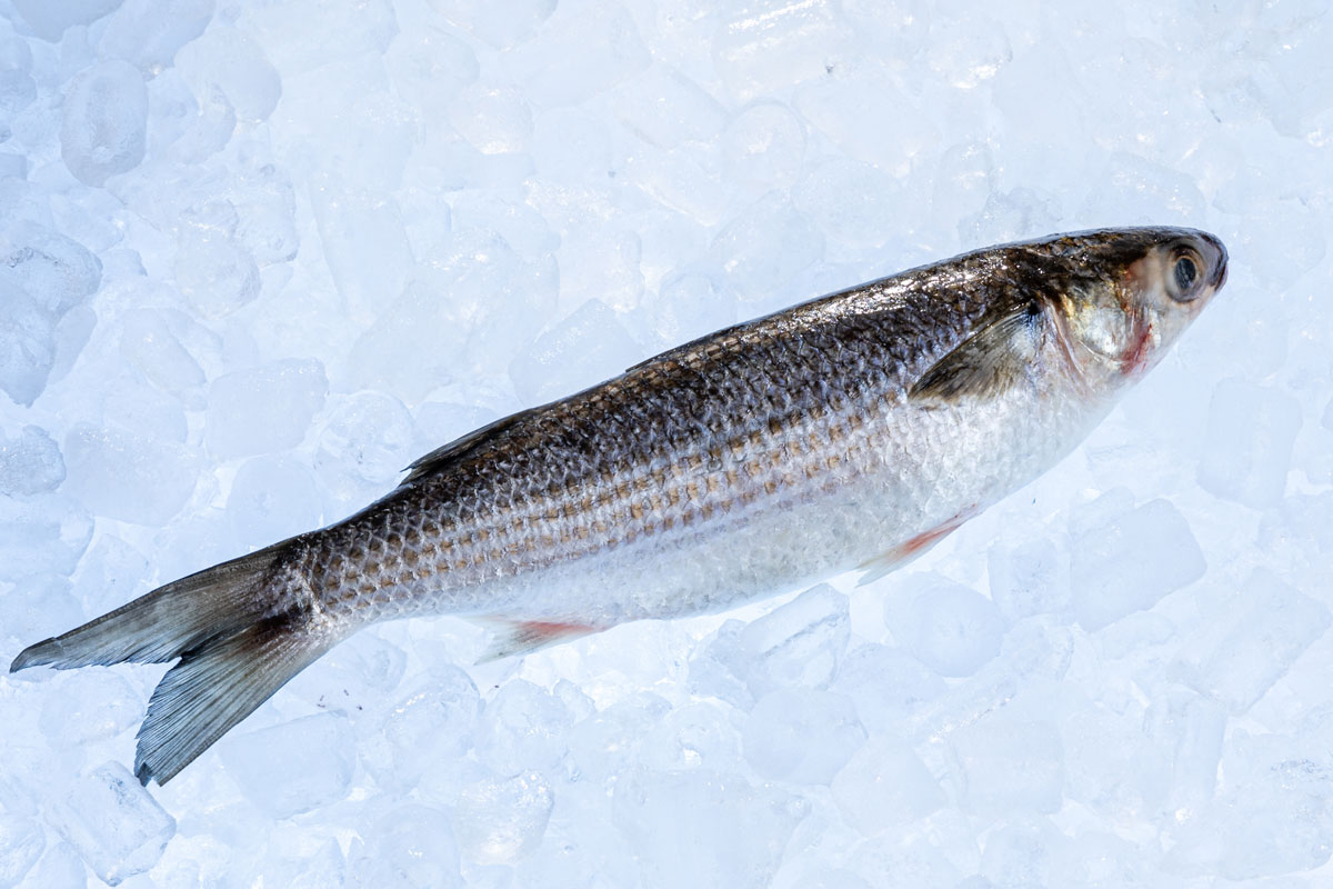 Sea Mullet - Burswood Seafood